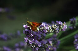 Lavendel detailfoto